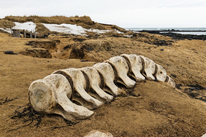 Humanos fabricaban herramientas con huesos de ballena hace 20.000 años