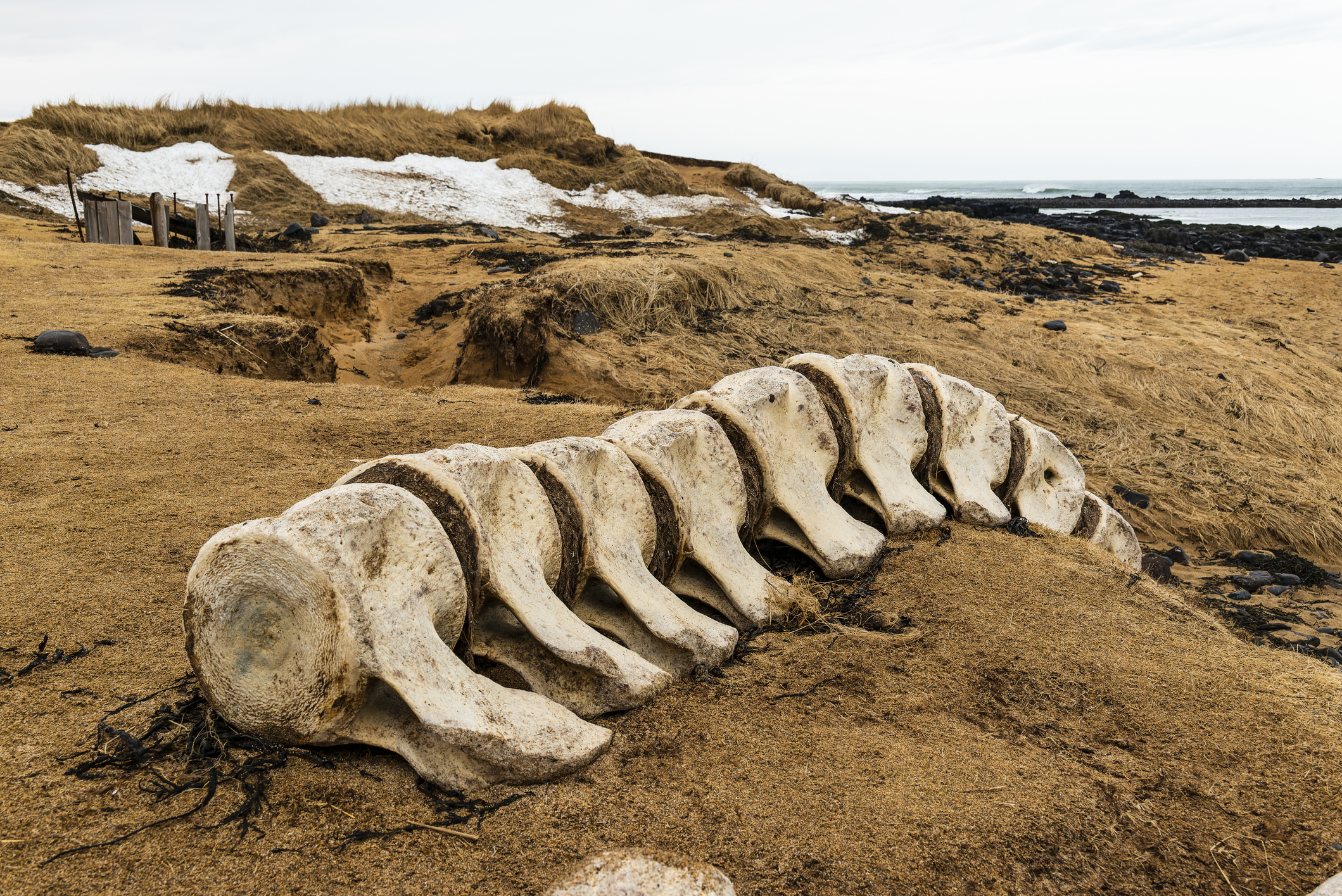 Humanos fabricaban herramientas con huesos de ballena hace 20.000 años