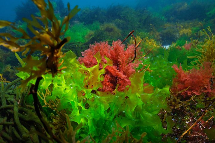 Startup chilena desarrolla colorantes naturales a partir de microalgas