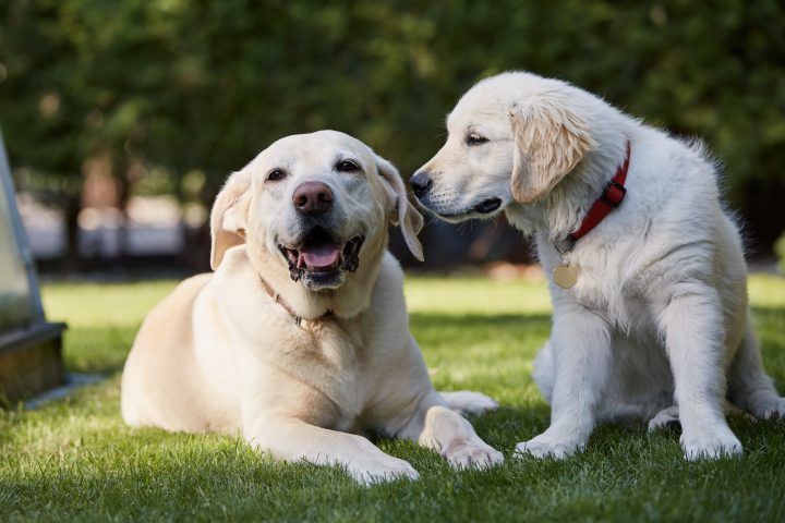 Exceso de grasa en perros generaría resistencia a tratamientos contra el cáncer mamario
