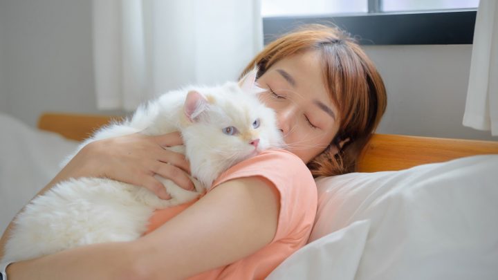 Los gatos pueden distinguir a su dueño a través del olfato