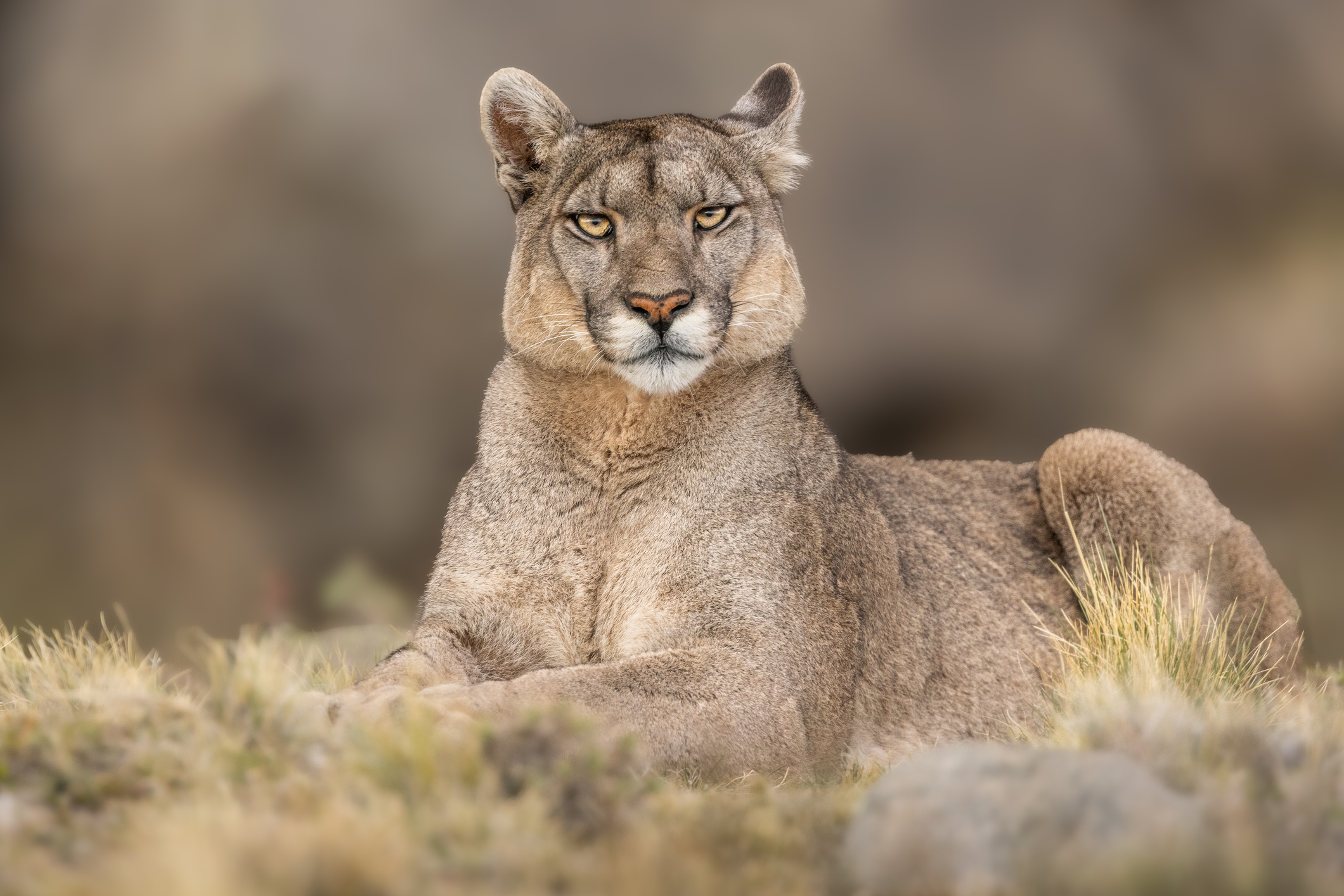 El miedo al puma en Chile estaría vinculado a una «percepción social» más que una amenaza real