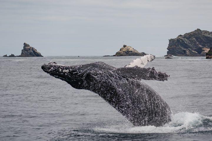 Actividades gratuitas que te conectarán con el océano en el Día de los Patrimonios 2025