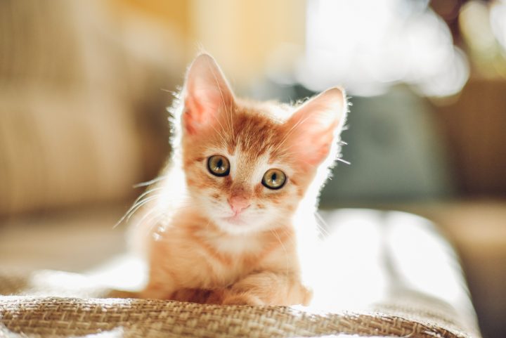 Científicos revelan el misterio detrás del pelaje naranjo de algunos gatos