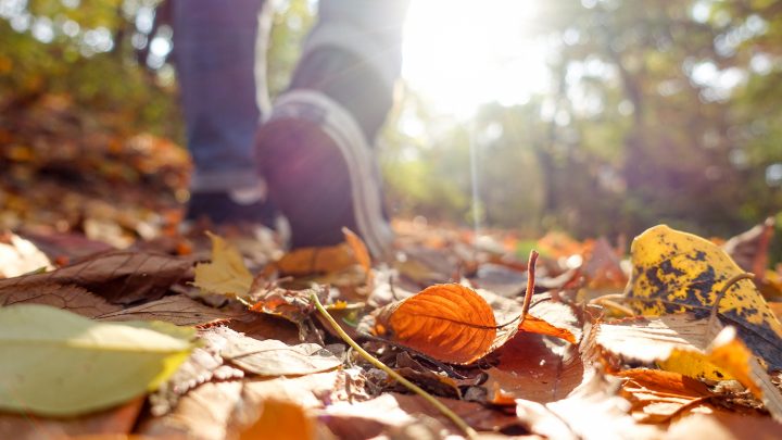 Estudio sugiere que pasar 20 minutos en el bosque reduce significativamente el estrés