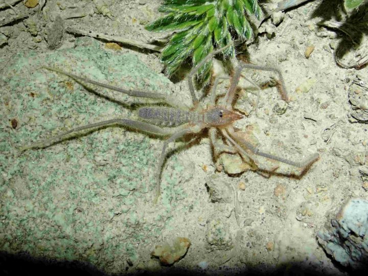 Científico descubre nuevas especies de arácnidos en Chile