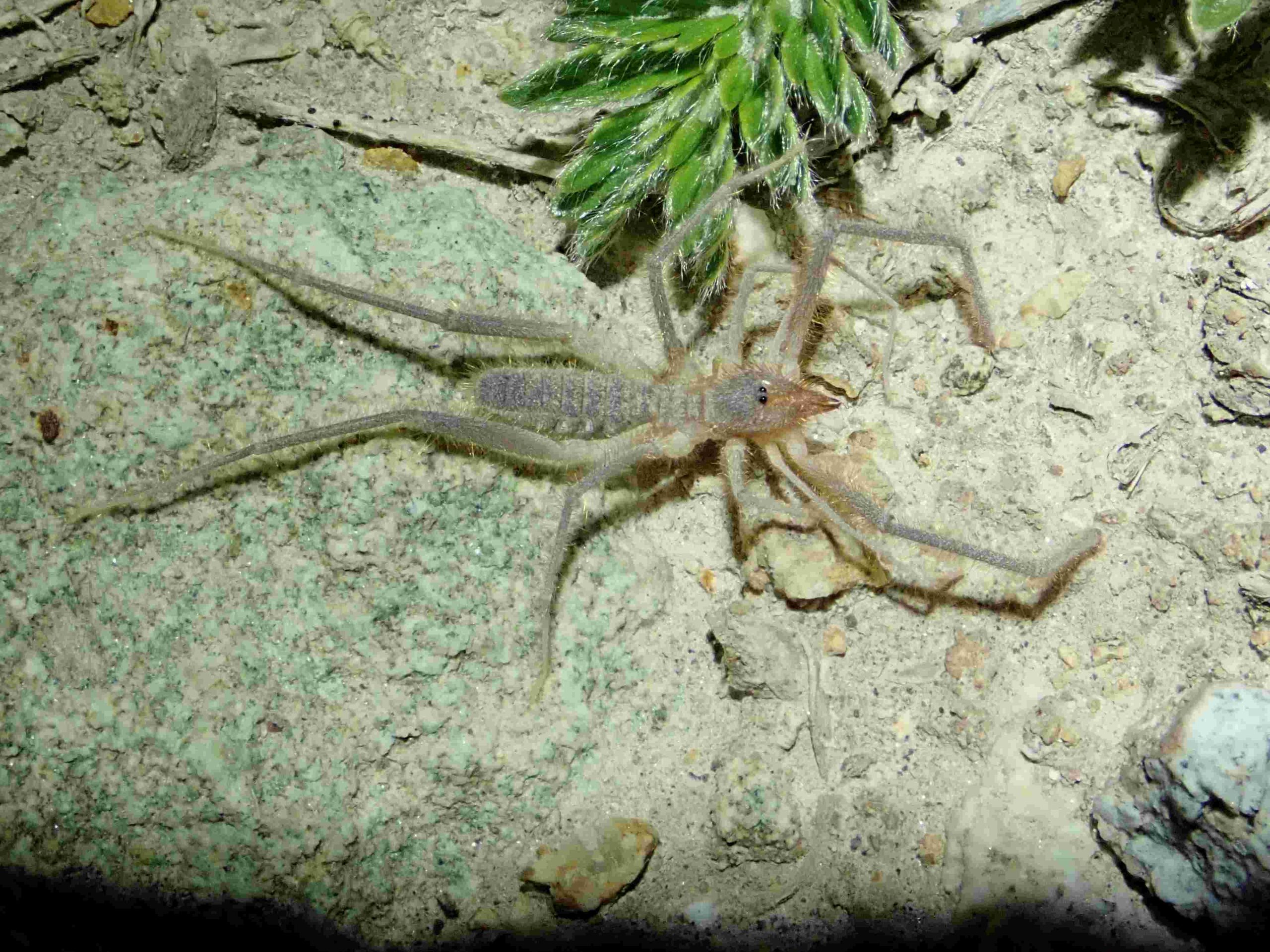 Científico descubre nuevas especies de arácnidos en Chile