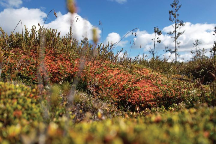 Nueva alianza busca proteger las turberas: Tesoro hídrico y climático del sur de Chile