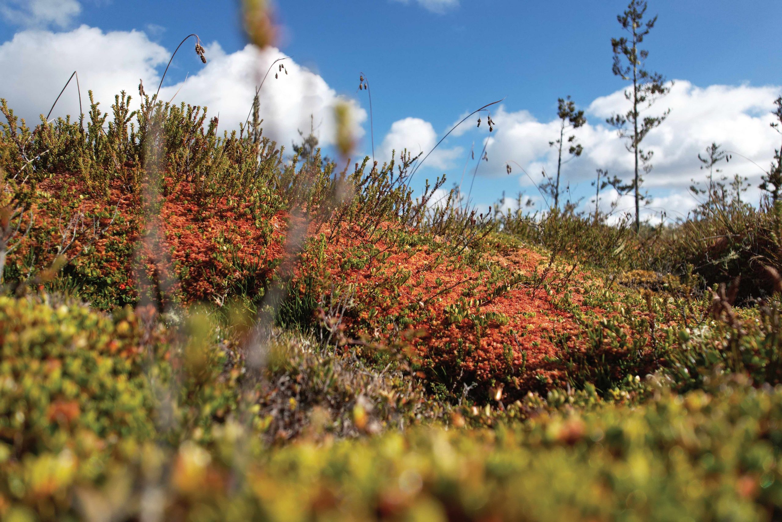 Nueva alianza busca proteger las turberas: Tesoro hídrico y climático del sur de Chile