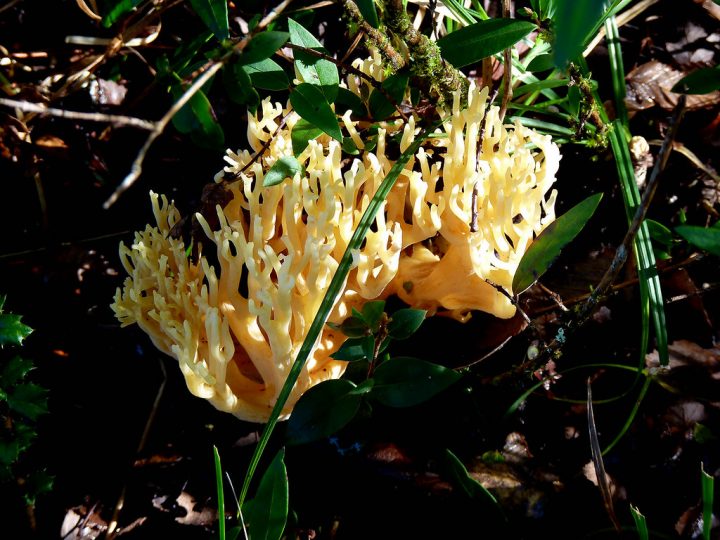 Ciencia al rescate del Changle: Desarrollan cultivo sostenible para frenar su sobreexplotación