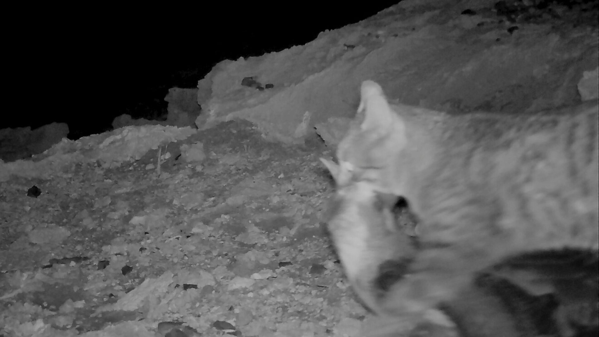Registran brutal ataque de un gato doméstico a ave endémica en Juan Fernández