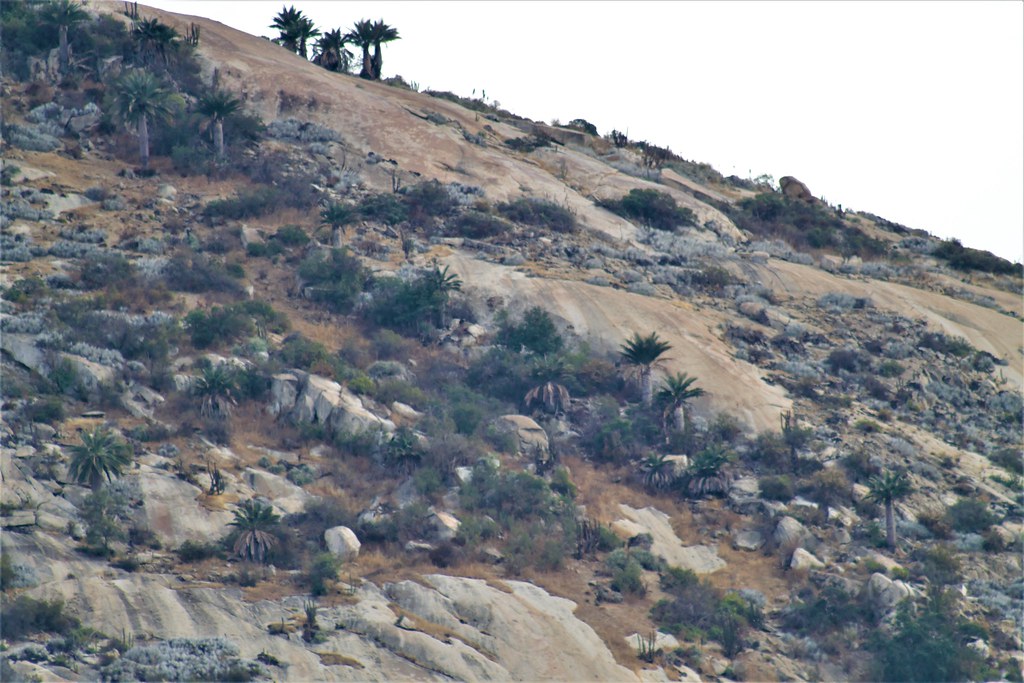 CONAF detecta nuevas poblaciones de palma chilena en la Región de Coquimbo
