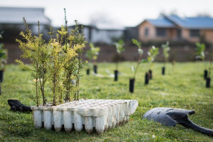 Chiloé se moviliza para plantar 4.500 árboles nativos y combatir la crisis hídrica