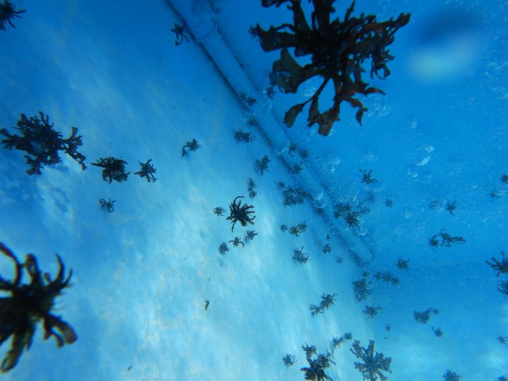 Liquen Gomoso: Científicos buscan innovar en el cultivo de esta valiosa alga del norte de Chile