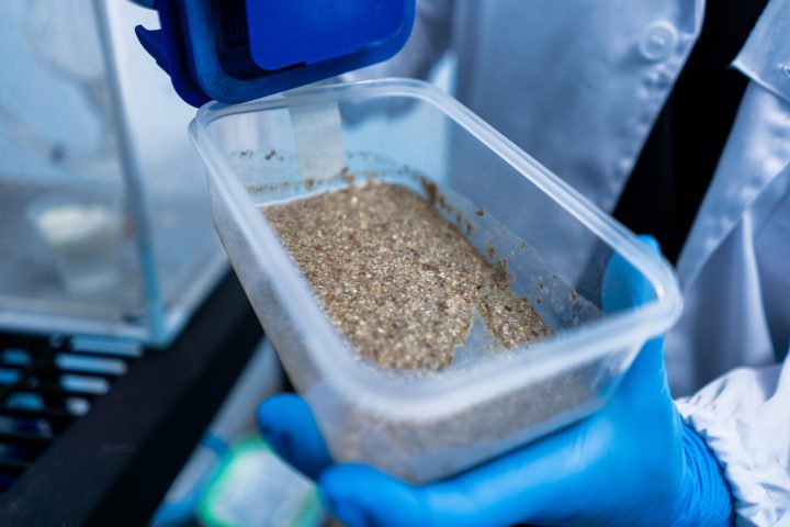 Investigadores desarrollan vacuna oral contra la gripe aviar a partir de larvas de moscas