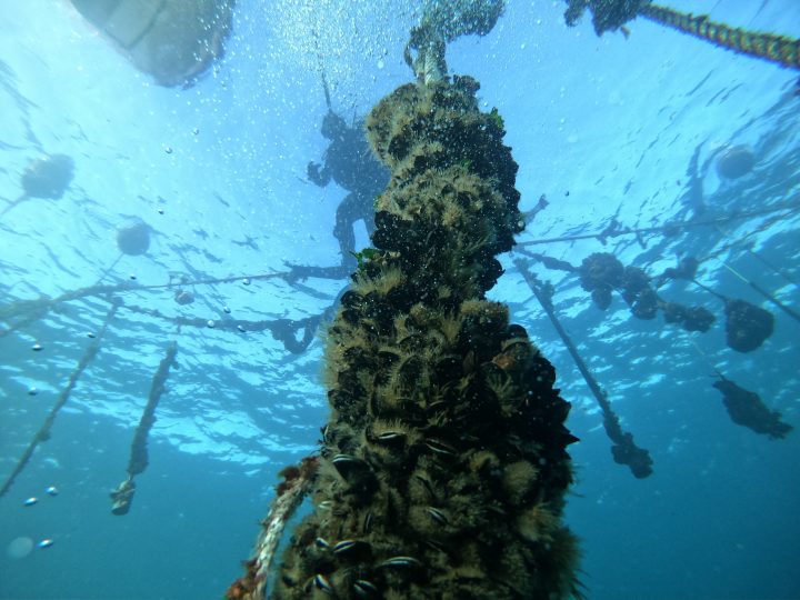Seis nuevas granjas marinas en Coquimbo impulsarán la producción acuícola sostenible
