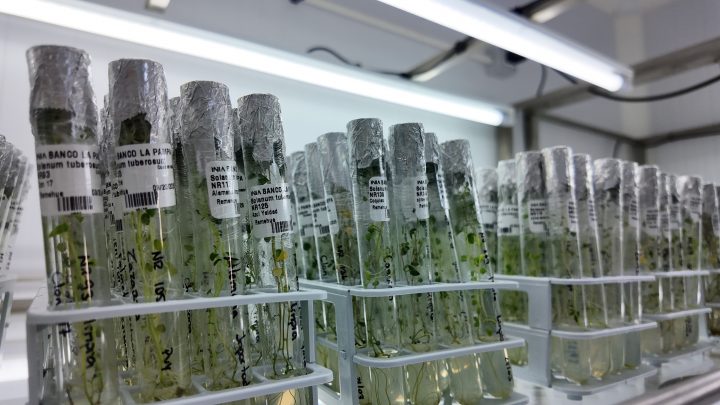Nuevo banco de germoplasma permitirá conservar más de 250 variedades de papas en Chile