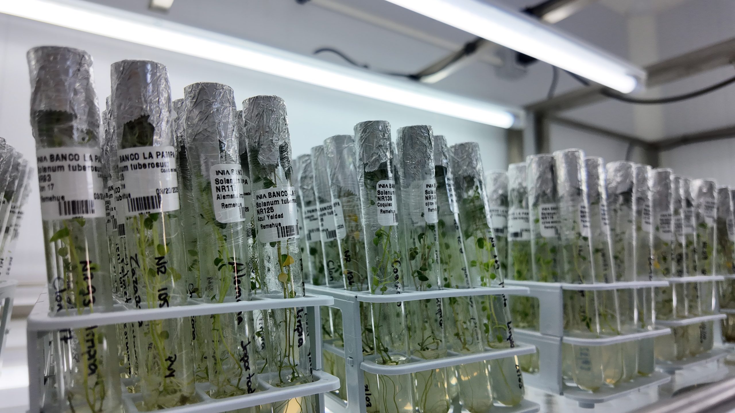 Nuevo banco de germoplasma permitirá conservar más de 250 variedades de papas en Chile