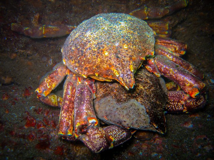 Crianza en el reino animal: Científicos chilenos revelan la paternidad única del cangrejo de Huiro