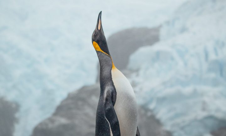 Concurso Ojo de Pez 2025 premiará las mejores fotografías del mundo acuático de Chile