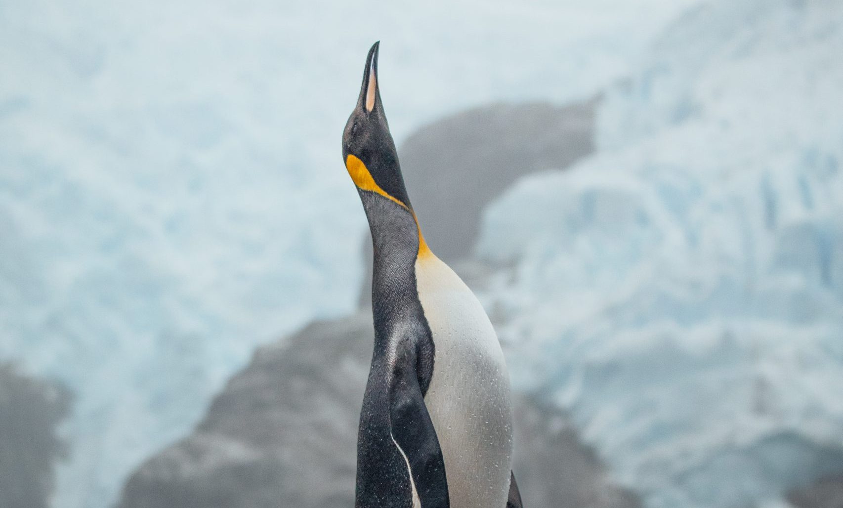 Concurso Ojo de Pez 2025 premiará las mejores fotografías del mundo acuático de Chile