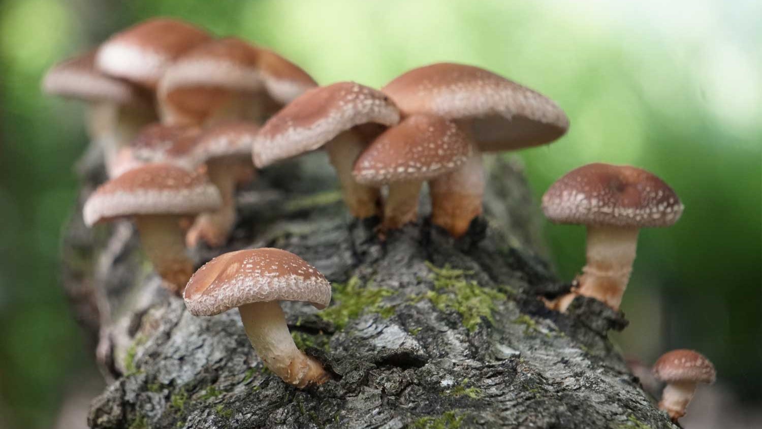 El mundo fungi en Chile y sus beneficios para la salud: Claves para un consumo seguro