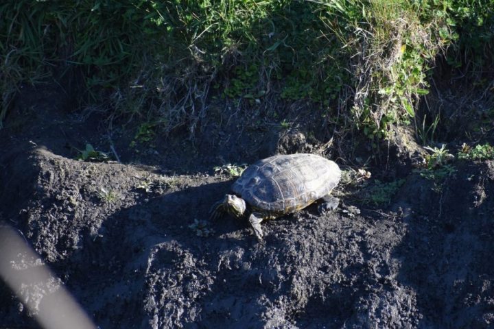 Tortugas de orejas rojas: la mascota exótica que amenaza los humedales de Concepción