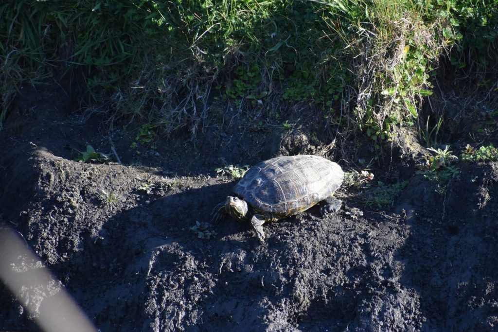 Tortugas de orejas rojas: la mascota exótica que amenaza los humedales de Concepción