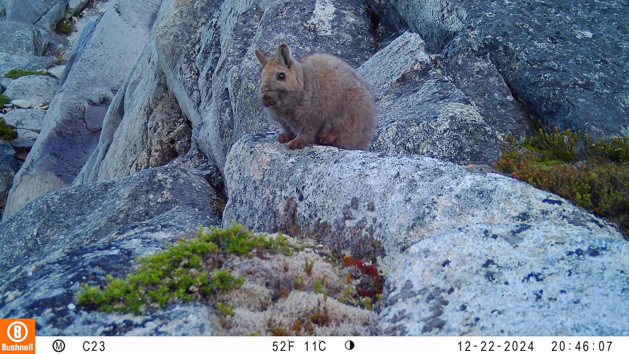 Avistamiento de Vizcacha en Cochamó entregaría datos claves para su conservación