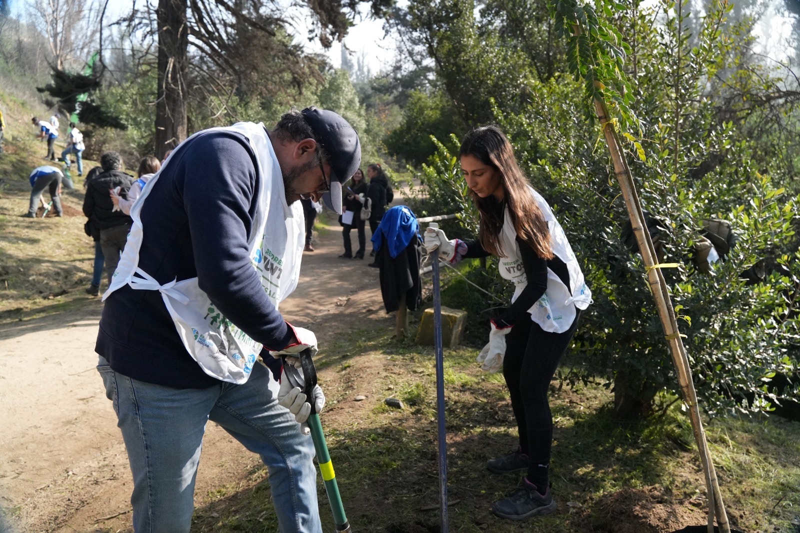 60 mil árboles nativos han sido plantados en el país gracias a inédita alianza
