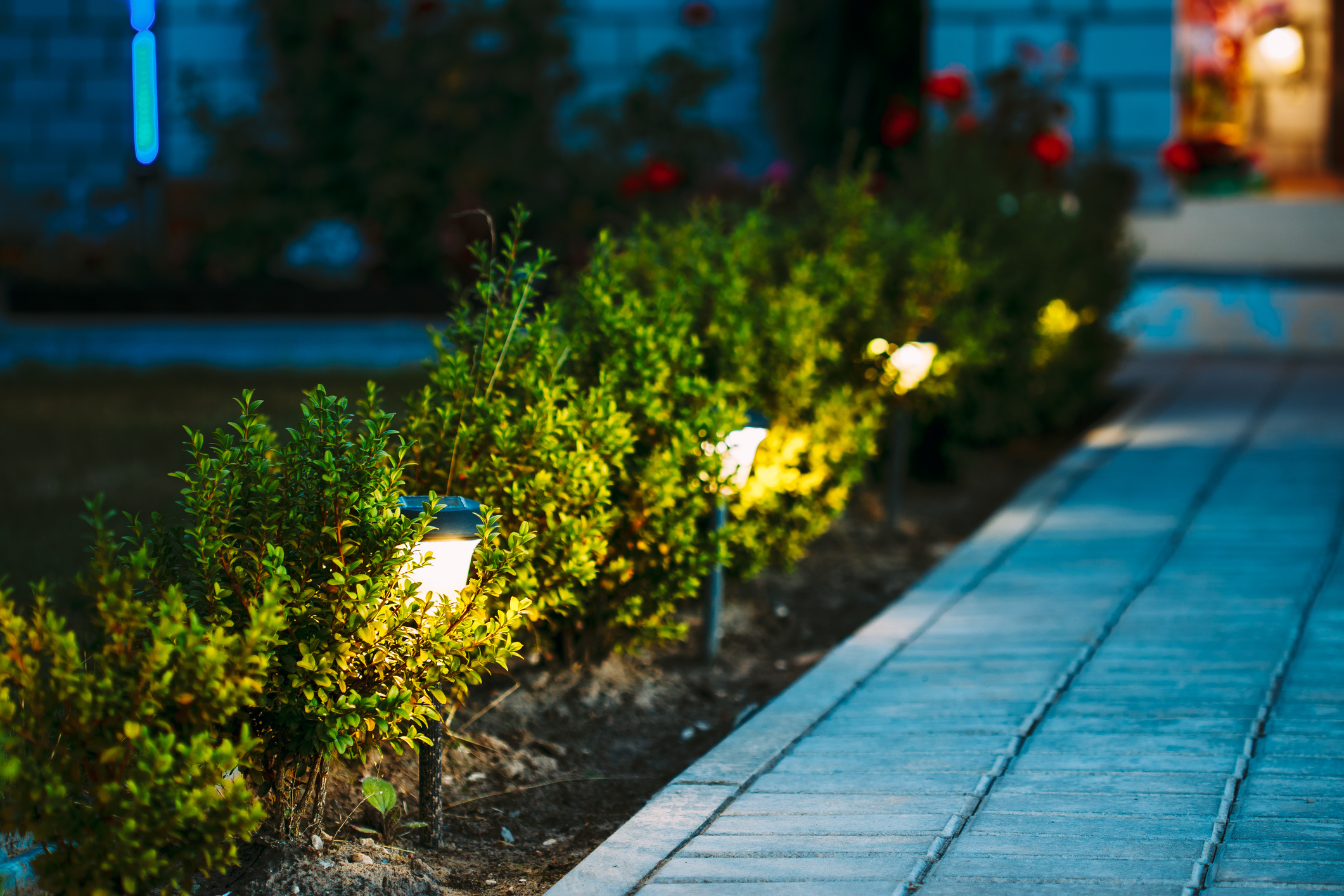 La luz artificial altera el ciclo de las plantas: puede alargar su crecimiento hasta en tres semanas