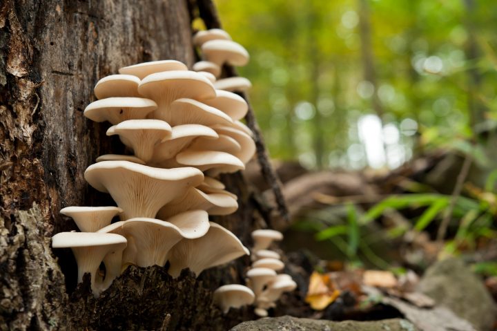 Los 'comunes' en Chile: Investigación revela claves para reconstruir el vínculo con la naturaleza