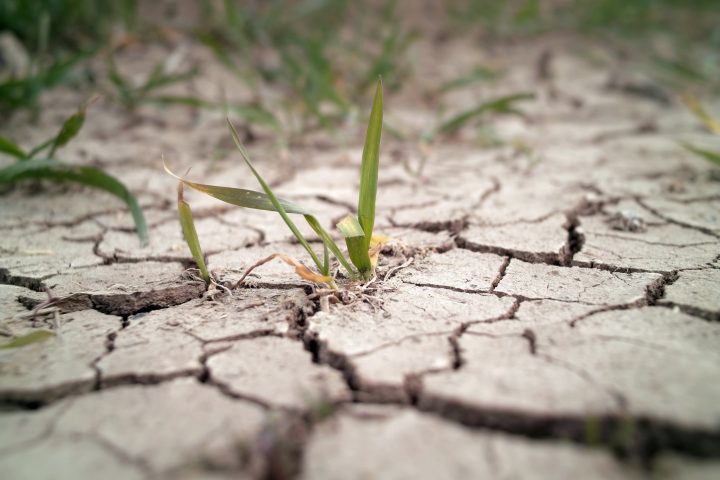 Investigadores chilenos proponen solución para recuperar suelos degradados