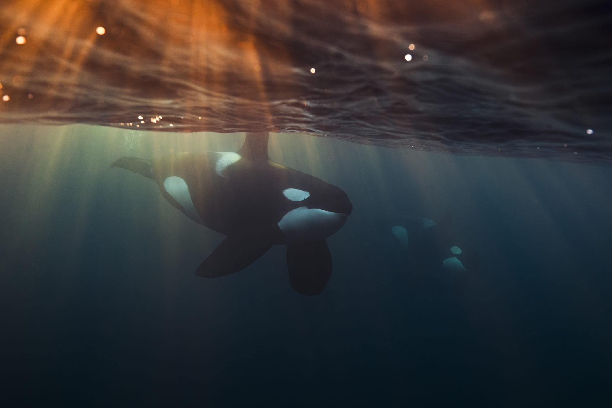 Las orcas fabrican herramientas con algas para masajearse y reforzar lazos sociales