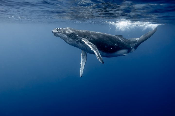 Corredores azules para las ballenas: Lanzan plataforma clave para la conservación marina