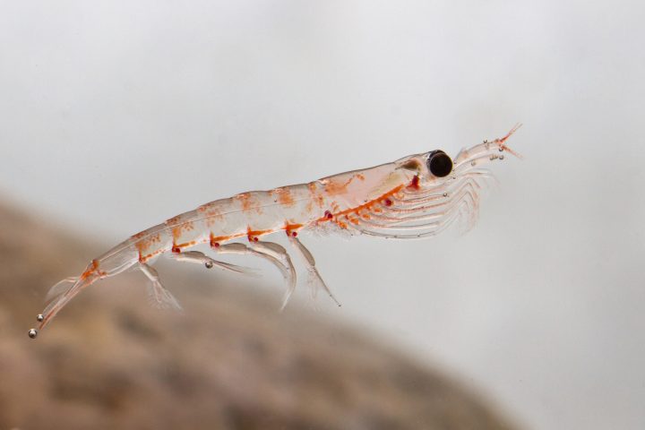 Revelan el secreto de langostinos y krill para sobrevivir en zonas con mínimo oxígeno