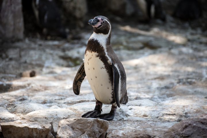Científicos proponen convertir los rompeolas en refugios para el pingüino de Humboldt