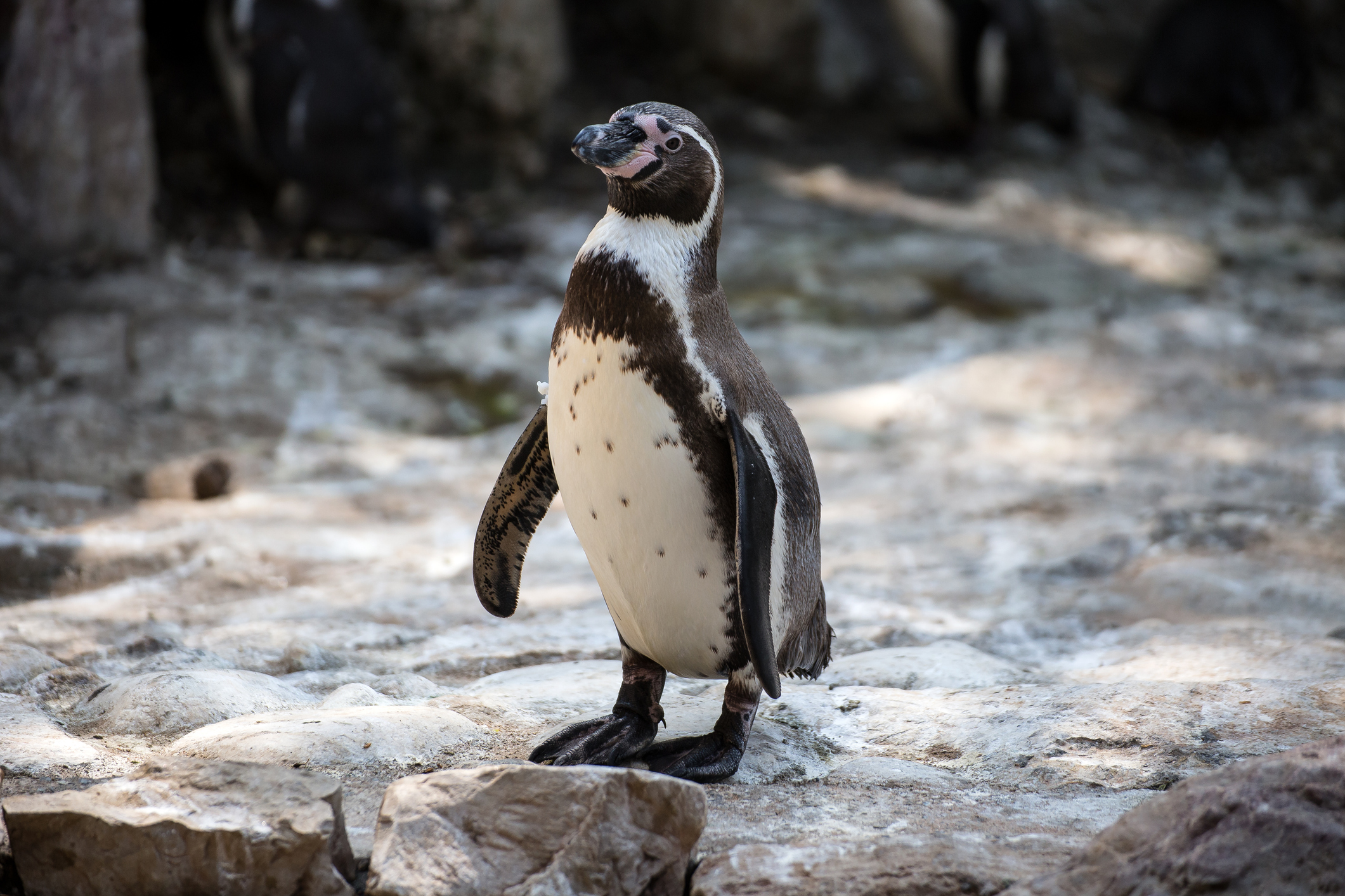 Científicos proponen convertir los rompeolas en refugios para el pingüino de Humboldt