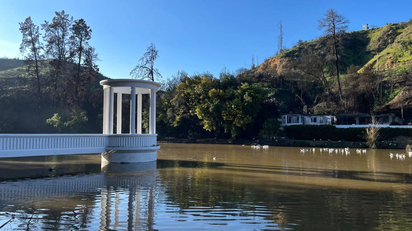 Jardín Botánico de Viña del Mar: Mil árboles nativos serán plantados para su restauración