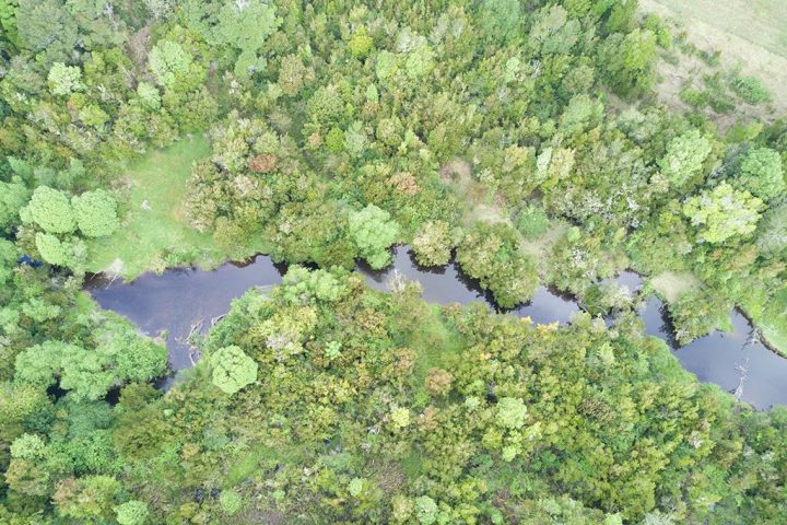Estudio revela que nuevo proyecto eólico amenaza a zona de reserva en Chiloé