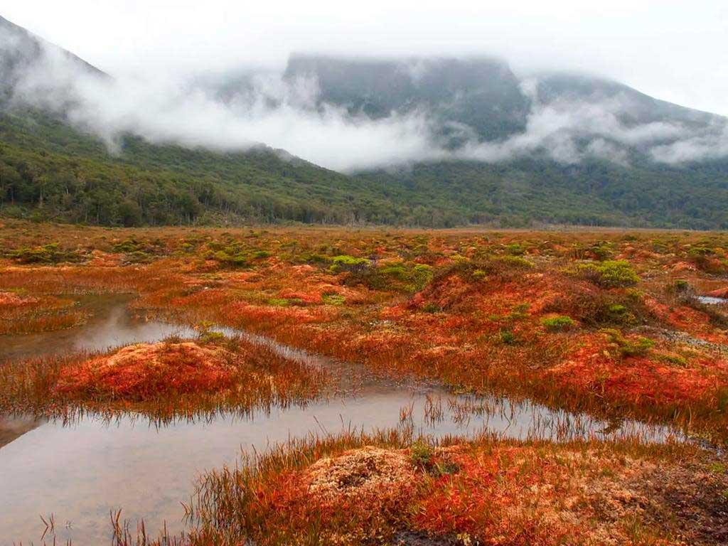 U. de Chile lanza plataforma para proteger las turberas en Magallanes