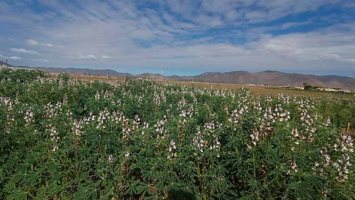 Lupino: La legumbre del sur que desafía la sequía en la Región de Coquimbo