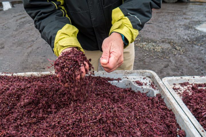 Del viñedo a la granja: El orujo de uva se transforma en clave para una ganadería sostenible