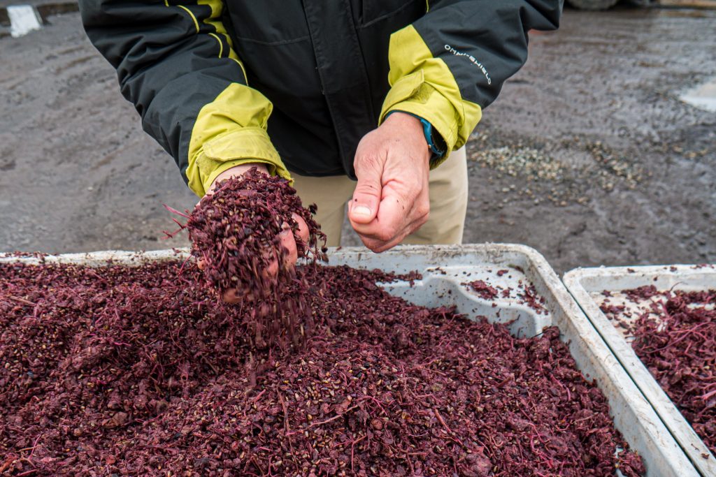 Del viñedo a la granja: El orujo de uva se transforma en clave para una ganadería sostenible