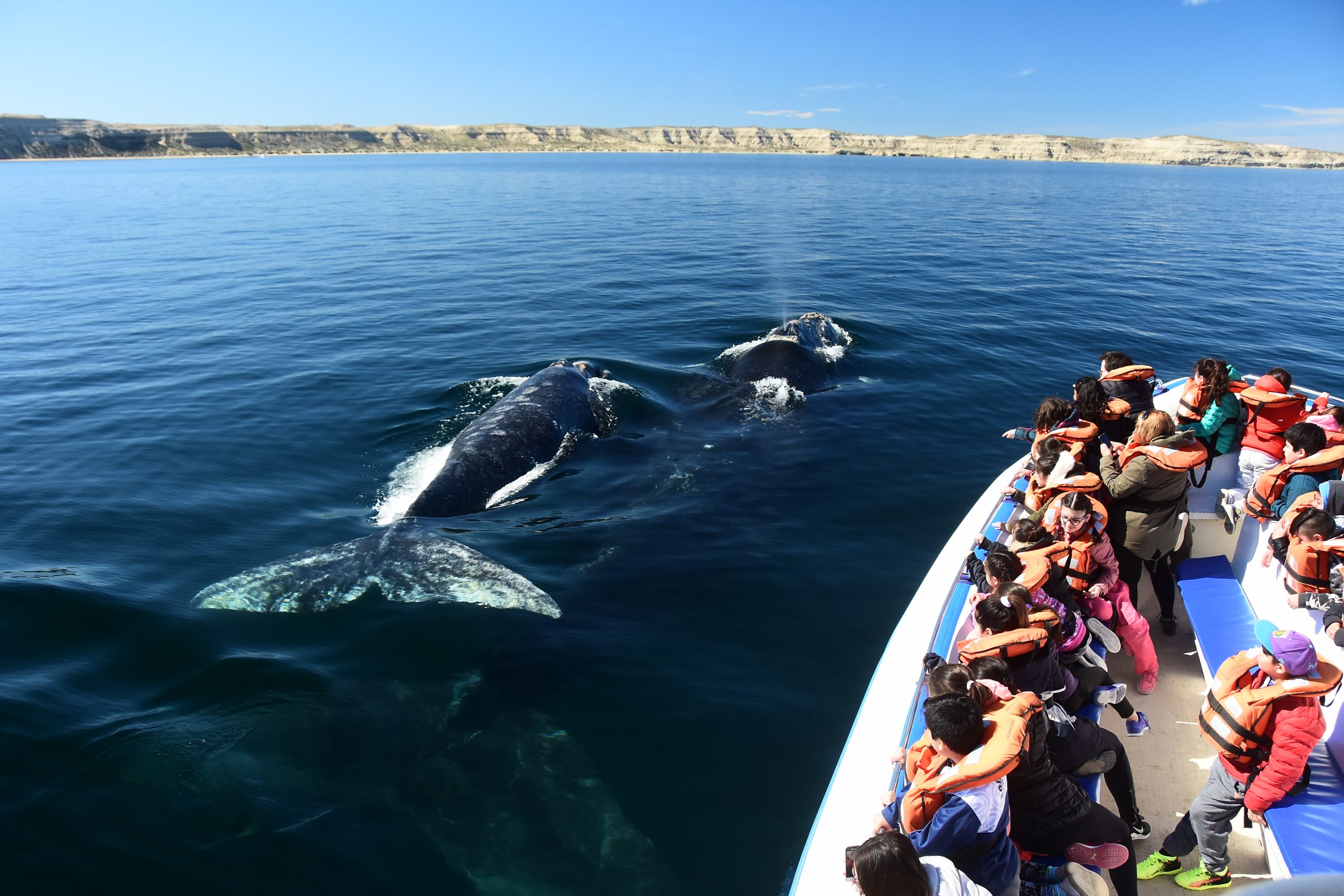 Ecoturismo en la Patagonia: el modelo de Puerto Madryn para proteger a la ballena franca austral