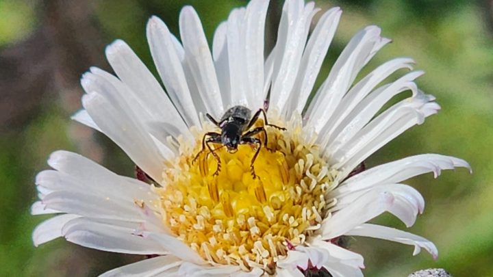 Nuevo herbario chileno busca conservar especies locales a través de