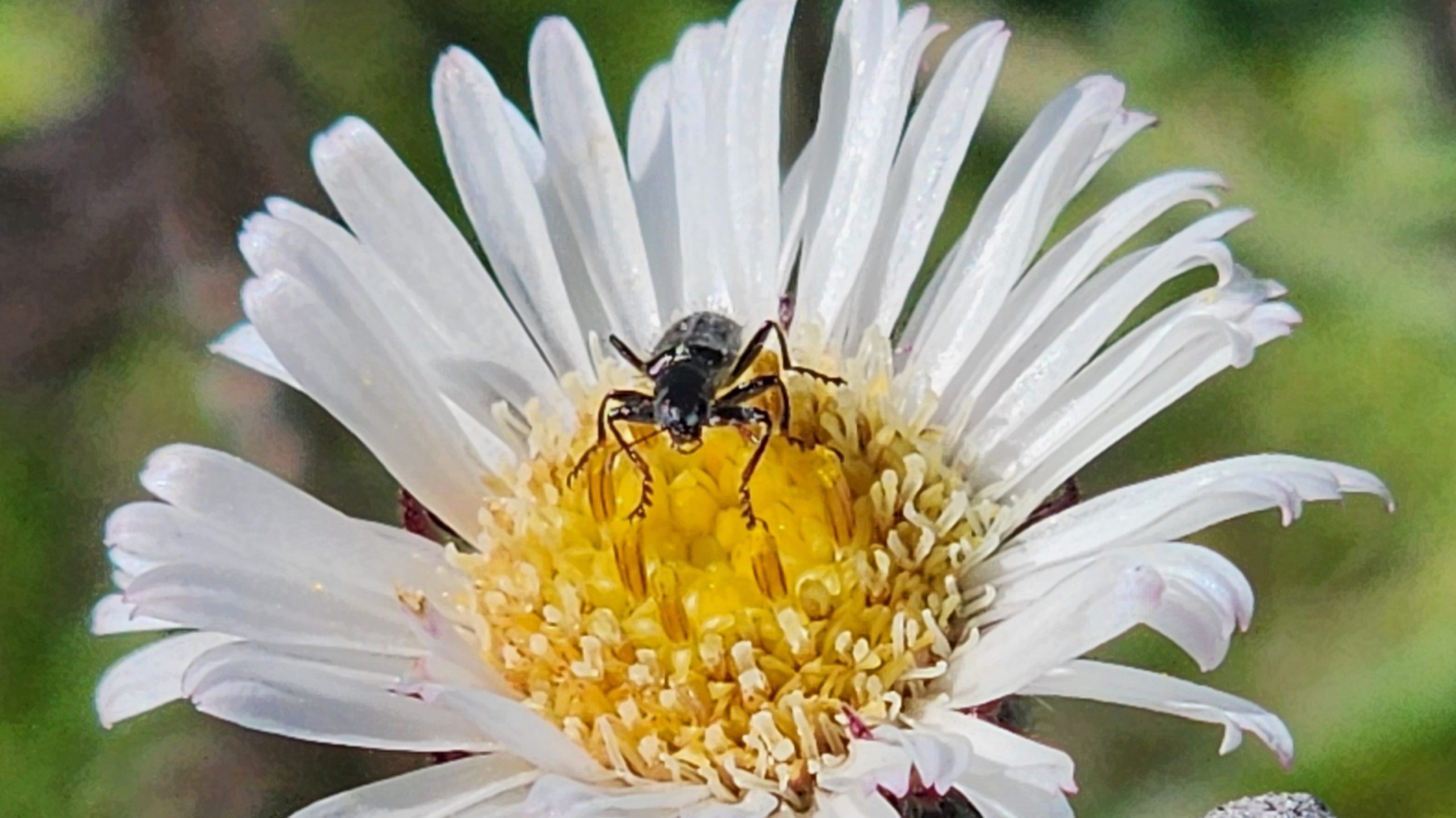 Nuevo herbario chileno busca conservar especies locales a través de 