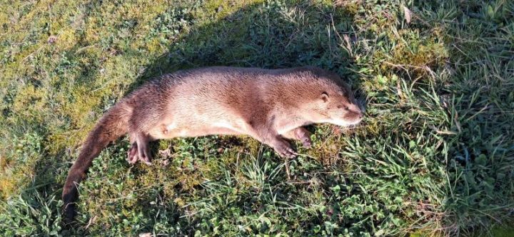Denuncian grave caso de atropello a huillín en Chiloé