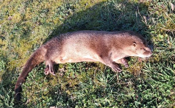 Denuncian grave caso de atropello a huillín en Chiloé