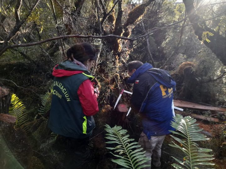 CONAF denuncia tala ilegal de Ciprés de las Guaitecas de hasta 500 años en reserva de Aysén